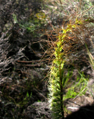 Holothrix burchellii