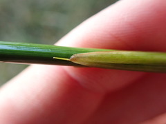 Juncus effusus solutus