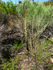 Holothrix burchellii