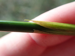 Juncus effusus solutus