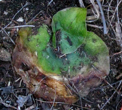 Holothrix burchellii