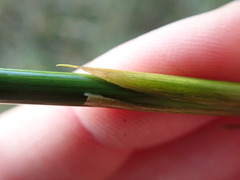 Juncus effusus solutus