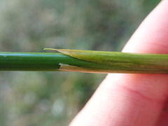 Juncus effusus solutus