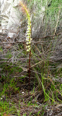 Holothrix burchellii