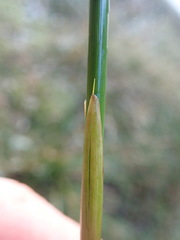 Juncus effusus solutus