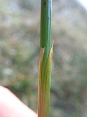Juncus effusus solutus