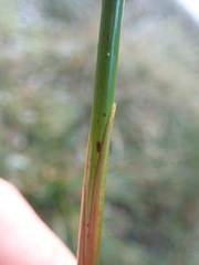 Juncus effusus solutus