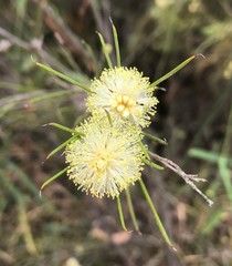 Melaleuca uncinata