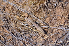Bolivaria brachyptera