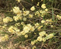 Melaleuca uncinata