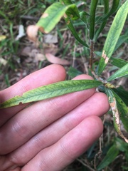 Melaleuca linearifolia