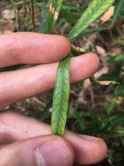 Melaleuca linearifolia