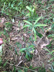 Melaleuca linearifolia