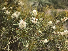 Hakea mitchellii