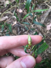Melaleuca linearifolia