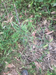 Melaleuca linearifolia