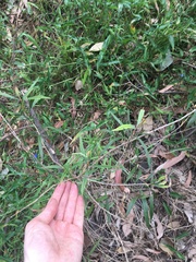 Melaleuca linearifolia