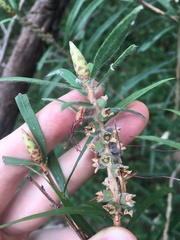 Melaleuca linearifolia
