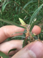 Melaleuca linearifolia