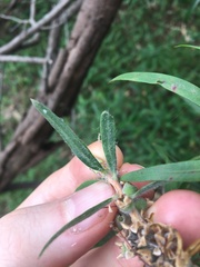 Melaleuca linearifolia