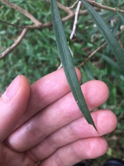 Melaleuca linearifolia