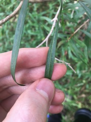Melaleuca linearifolia