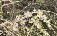 Melaleuca brevifolia