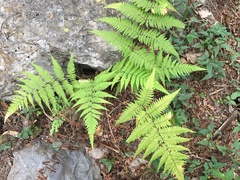 Macrothelypteris