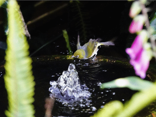 Silvereye, Aongatete, New Zealand, photo 9 of 10