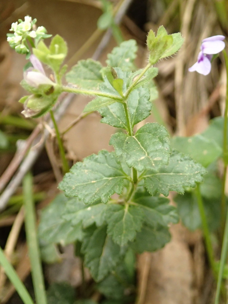 Vic Speedwell Australian Speedwell from Ballan VIC 3342, Australia on November 21 ...