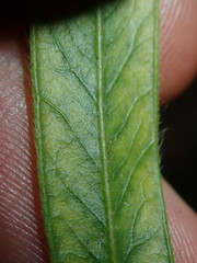 Melaleuca linearifolia