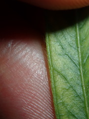 Melaleuca linearifolia