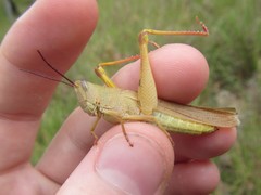 Adlappa erythroptera