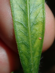 Melaleuca linearifolia