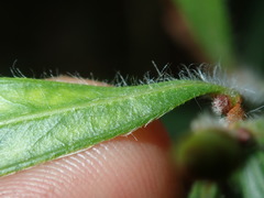 Melaleuca linearifolia