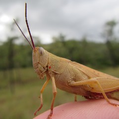 Adlappa erythroptera