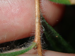 Melaleuca linearifolia