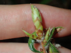 Melaleuca linearifolia