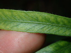 Melaleuca linearifolia
