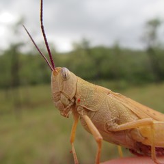 Adlappa erythroptera