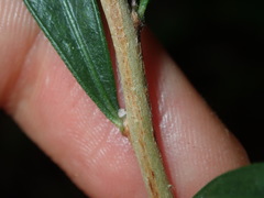 Melaleuca linearifolia