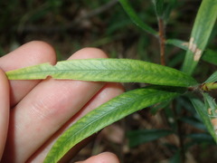 Melaleuca linearifolia