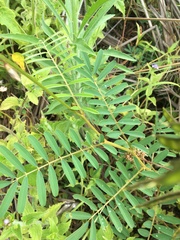 Tephrosia glomeruliflora