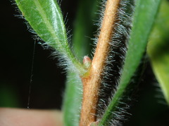 Melaleuca linearifolia