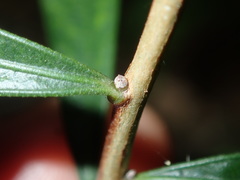 Melaleuca linearifolia