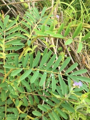 Tephrosia glomeruliflora