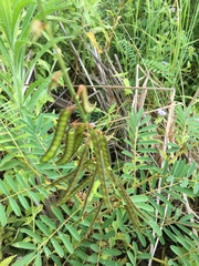Tephrosia glomeruliflora