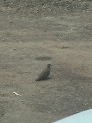 Geophaps scripta scripta
