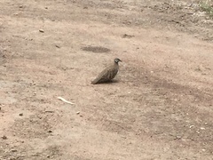 Geophaps scripta scripta