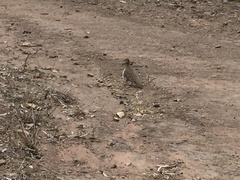 Geophaps scripta scripta